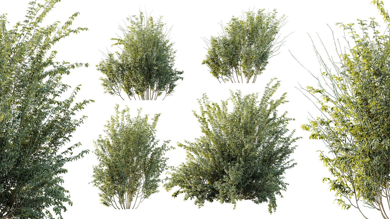 Media 1 for listing AV Plant Bush Common Broom Cytisus Scoparius 02