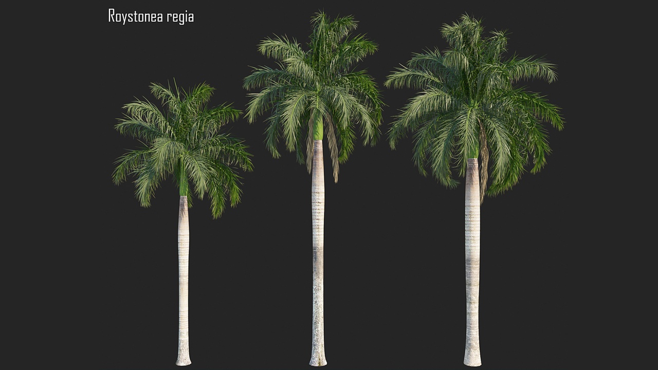 Media 1 for listing Roystonea regia_01