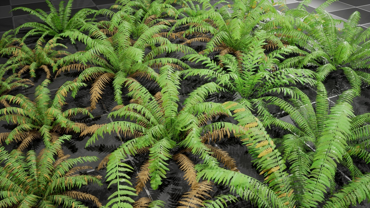 Media 1 for listing Plant - Boston Fern