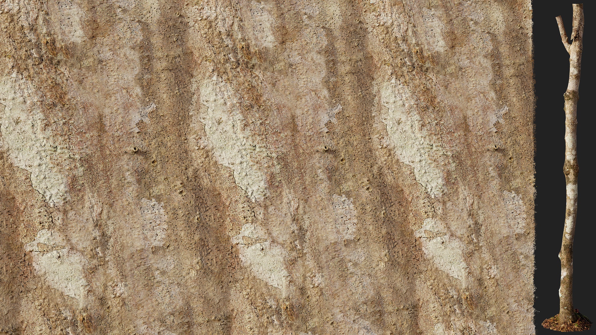 Media 1 for listing American Beech Bark Young 01