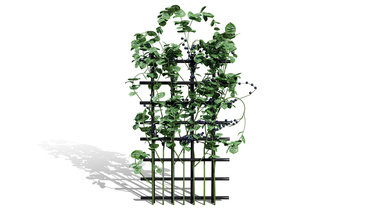 Media 1 for listing Rare Vegetable Plants Pack 03
