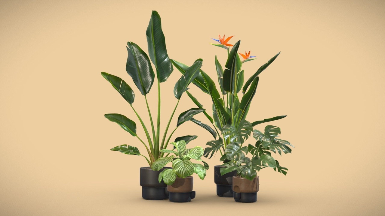 Media 1 for listing Indoor Plants Pack 39