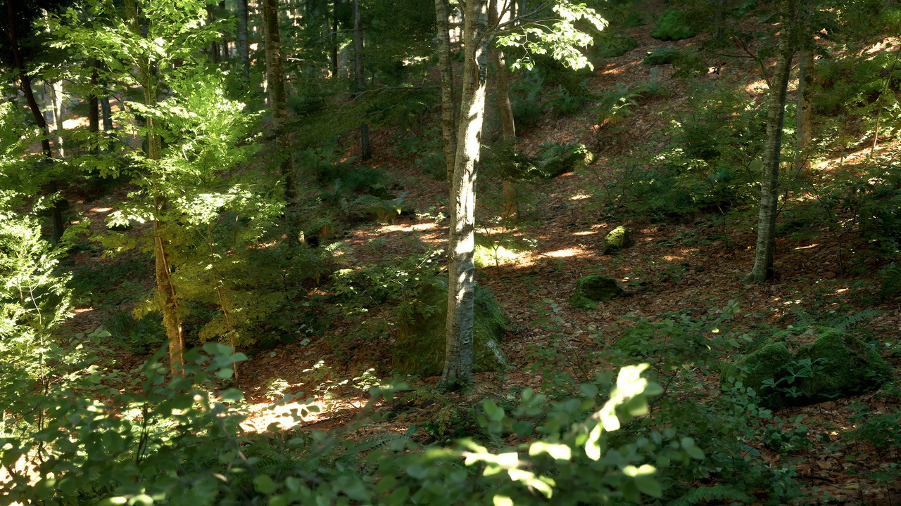 Media 1 for listing Broadleaf Forest Ecosystem (PCG)