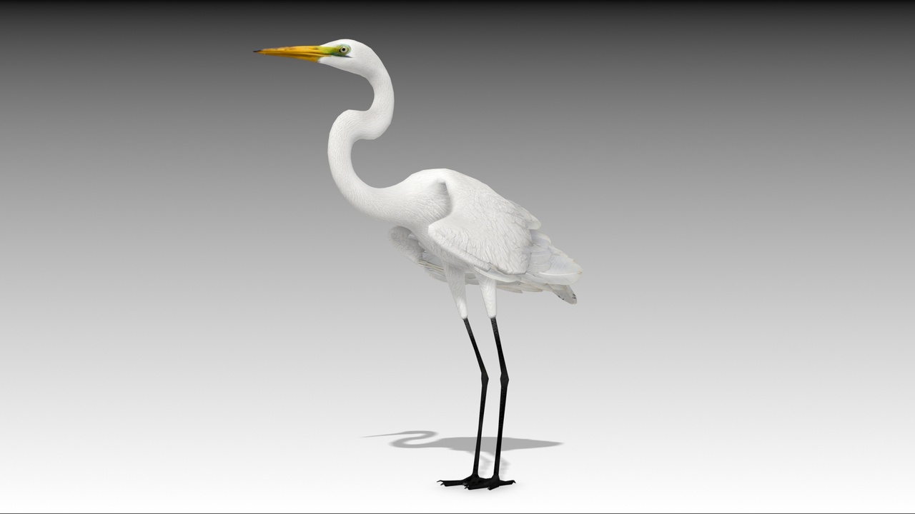 Media 1 for listing Egret
