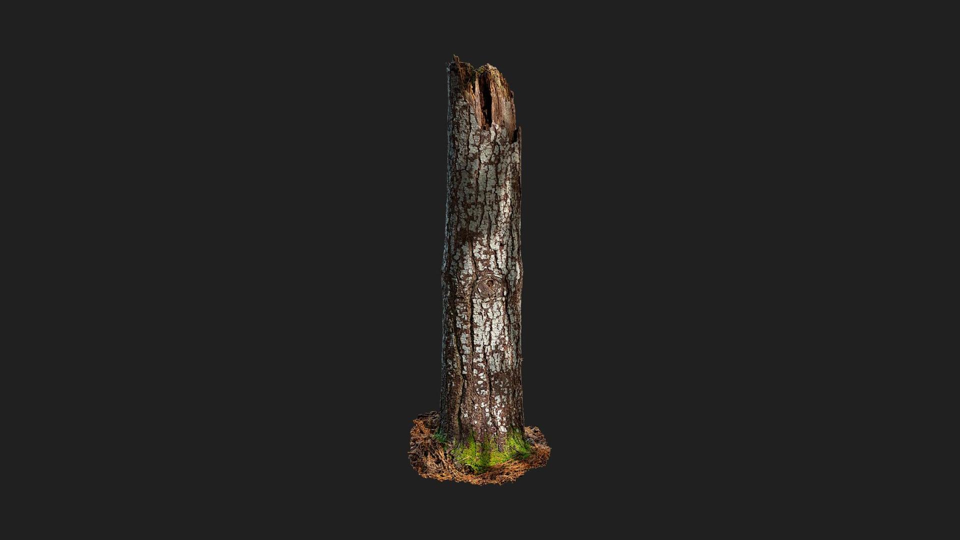Broken Pine Stump | Fab