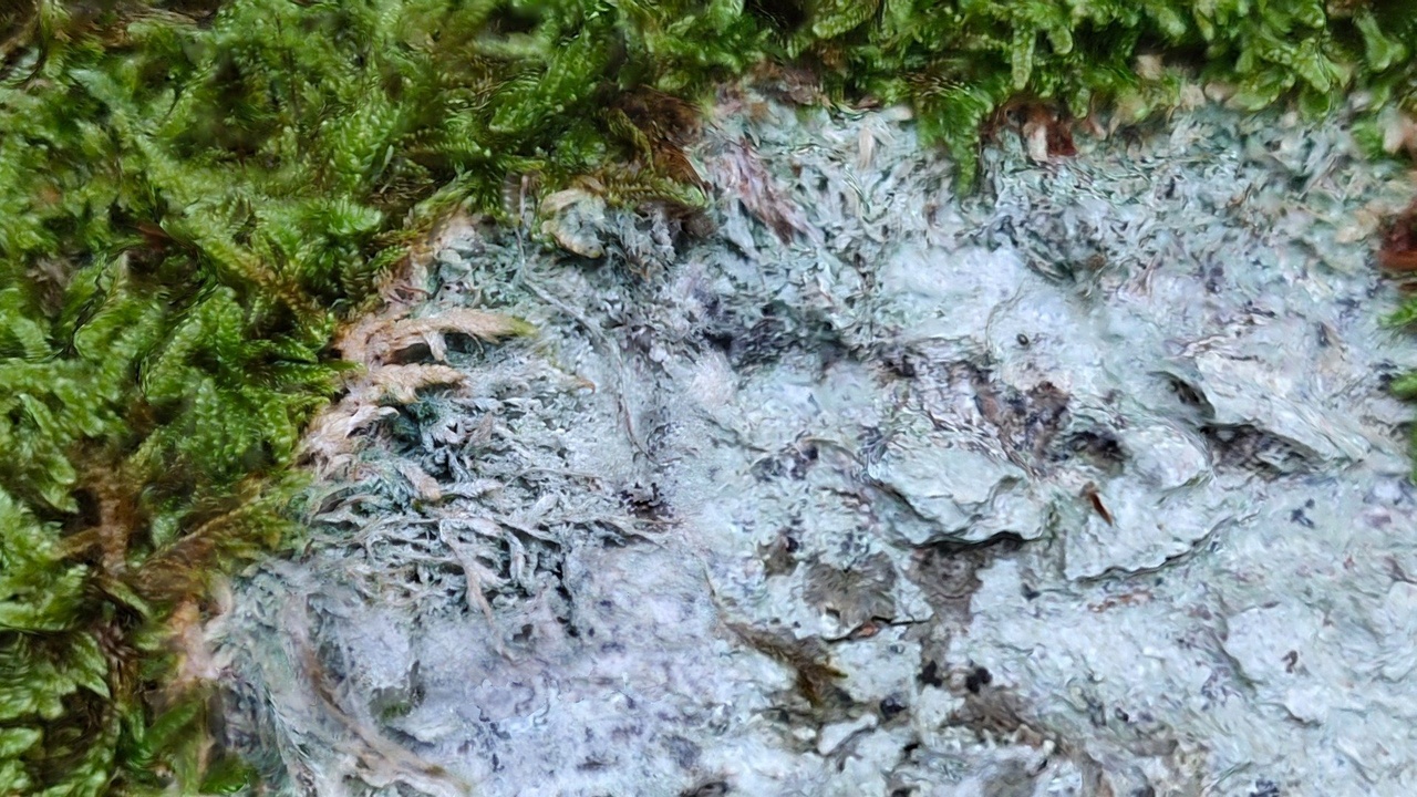 Media 1 for listing Moss colonized by unknown