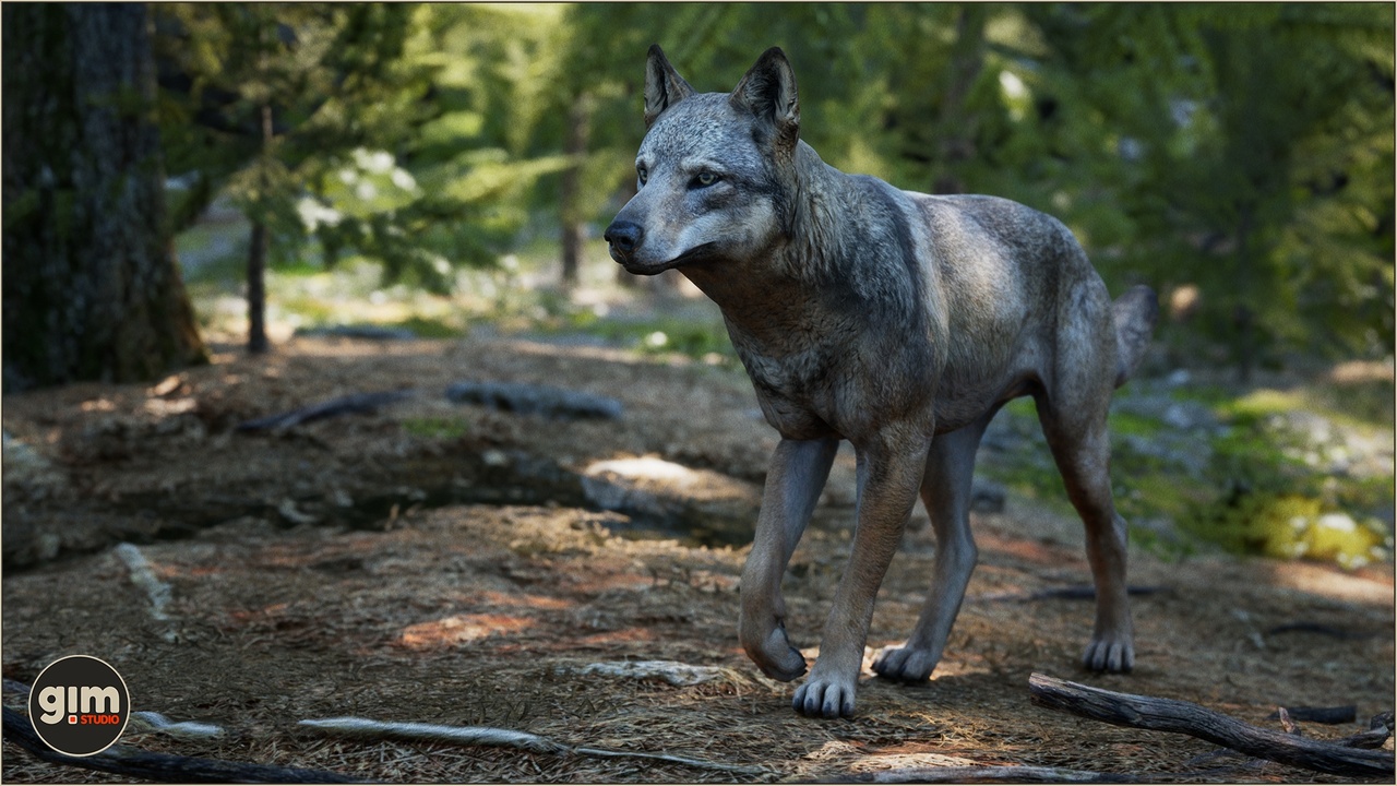 Media 1 for listing Animalia - Gray Wolf (male)