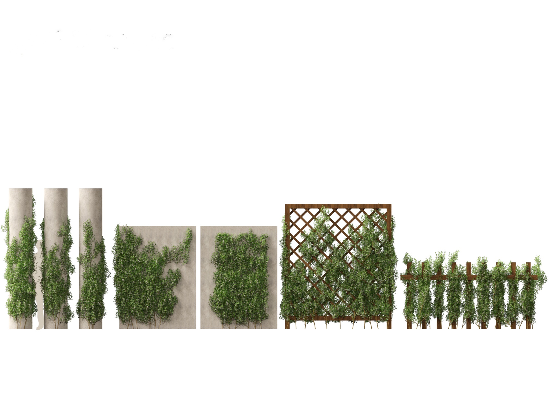 Media 1 for listing Trachelospermum Jasminoides - Star jasmine