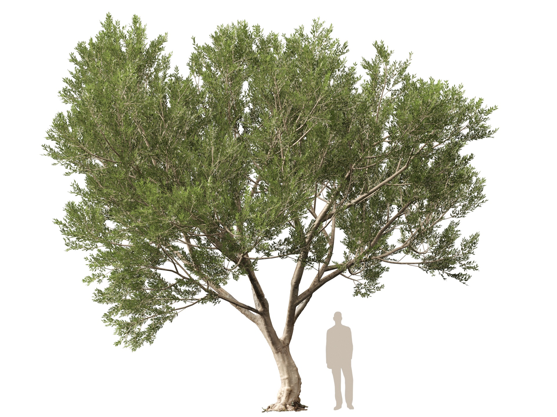 Media 1 for listing (Highpolylow Poly) Scanned Olea Europaea - Common Olive 10
