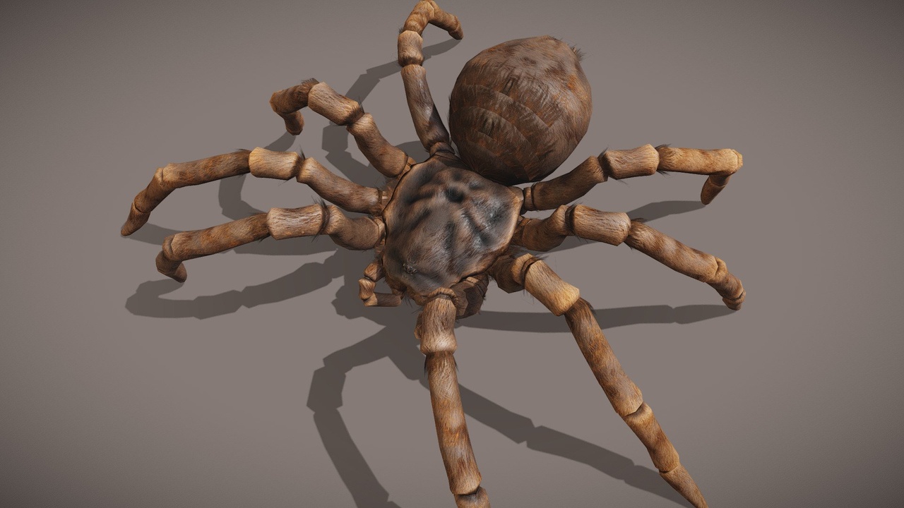 Multimedia 1 dla listy Furry Spider
