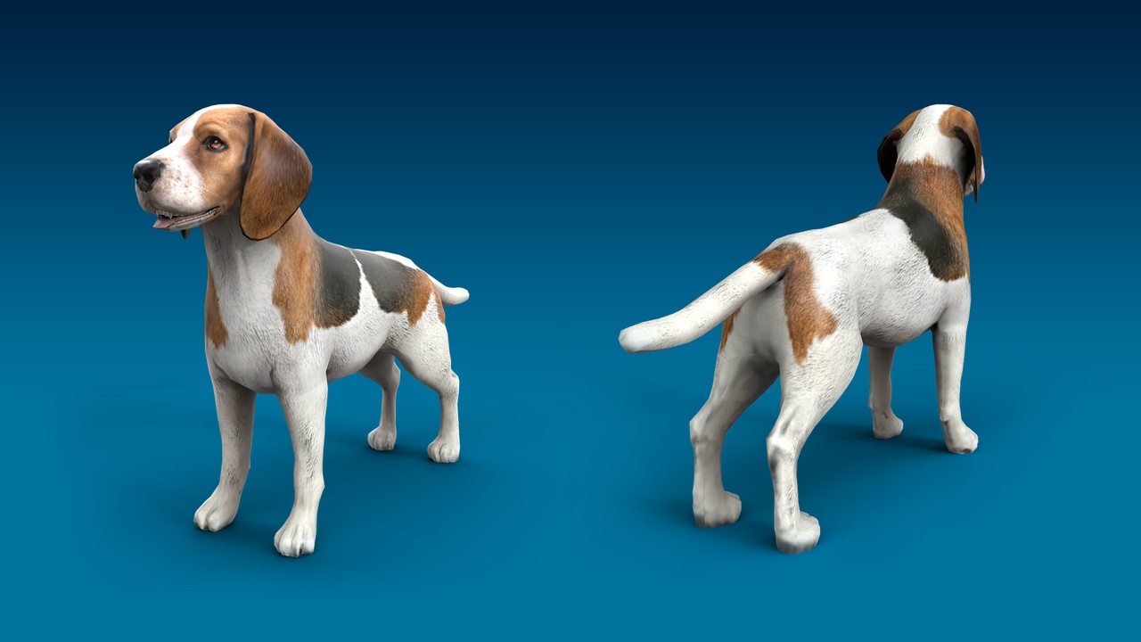 出品Beagle 3D Dog Modelのメディア1