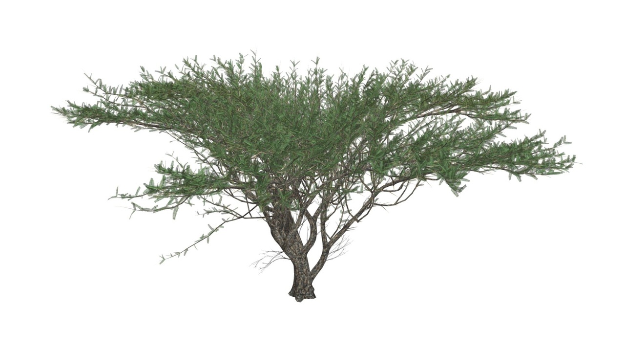 Media 1 for listing Umbrella Thorn Tree #02