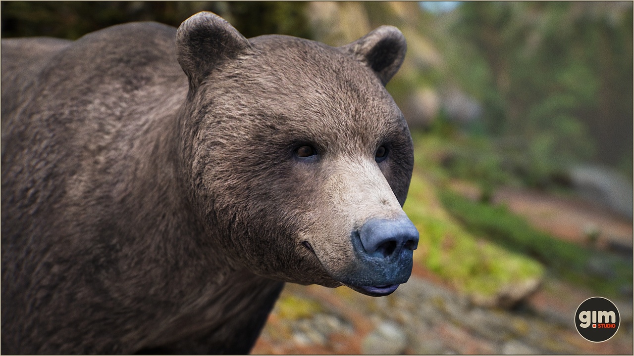 Media 1 for listing Animalia - Brown Bear (male)