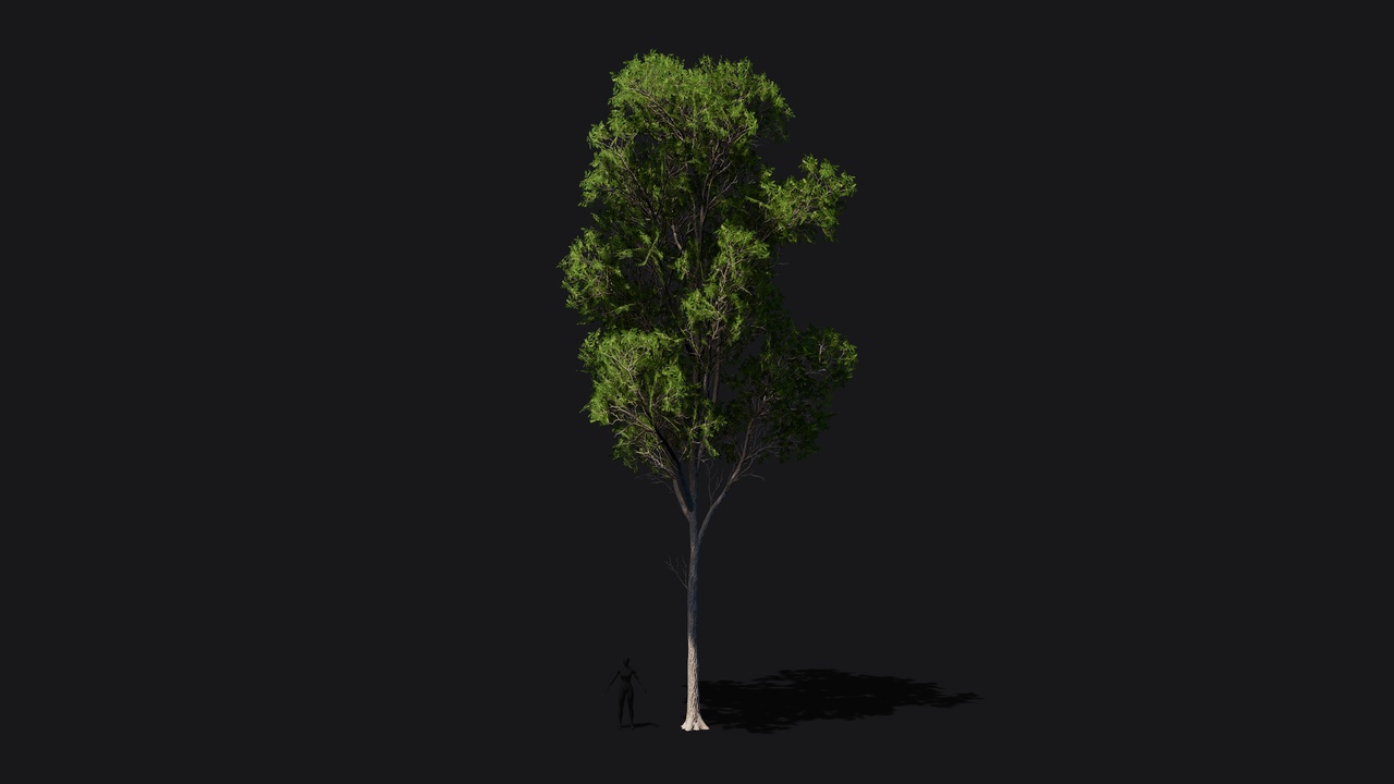 Media 1 for listing Ash tree game ready low poly