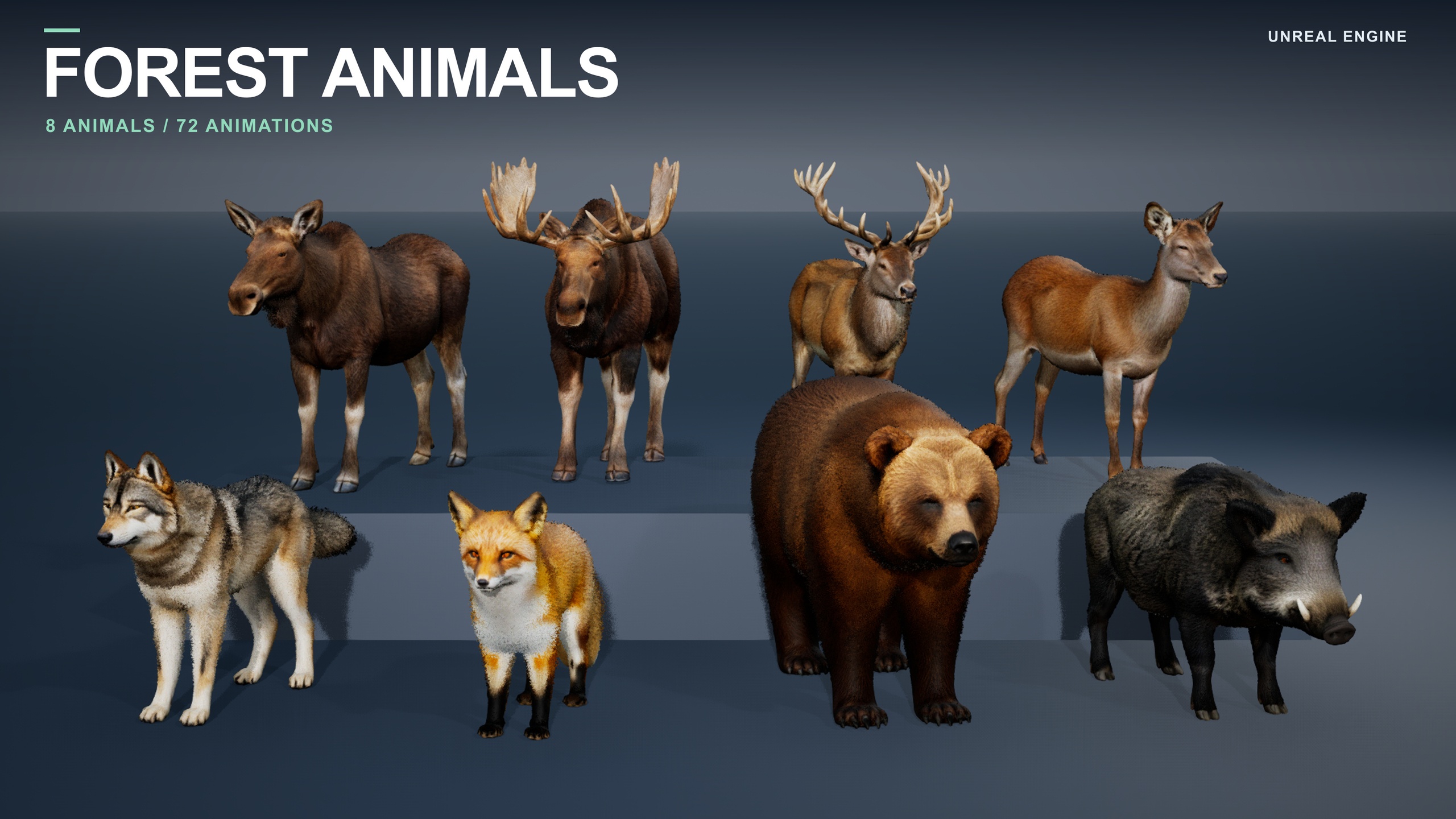 Media 1 for listing Forest Animals Bundle - 8 Animated Animals with Realistic Fur