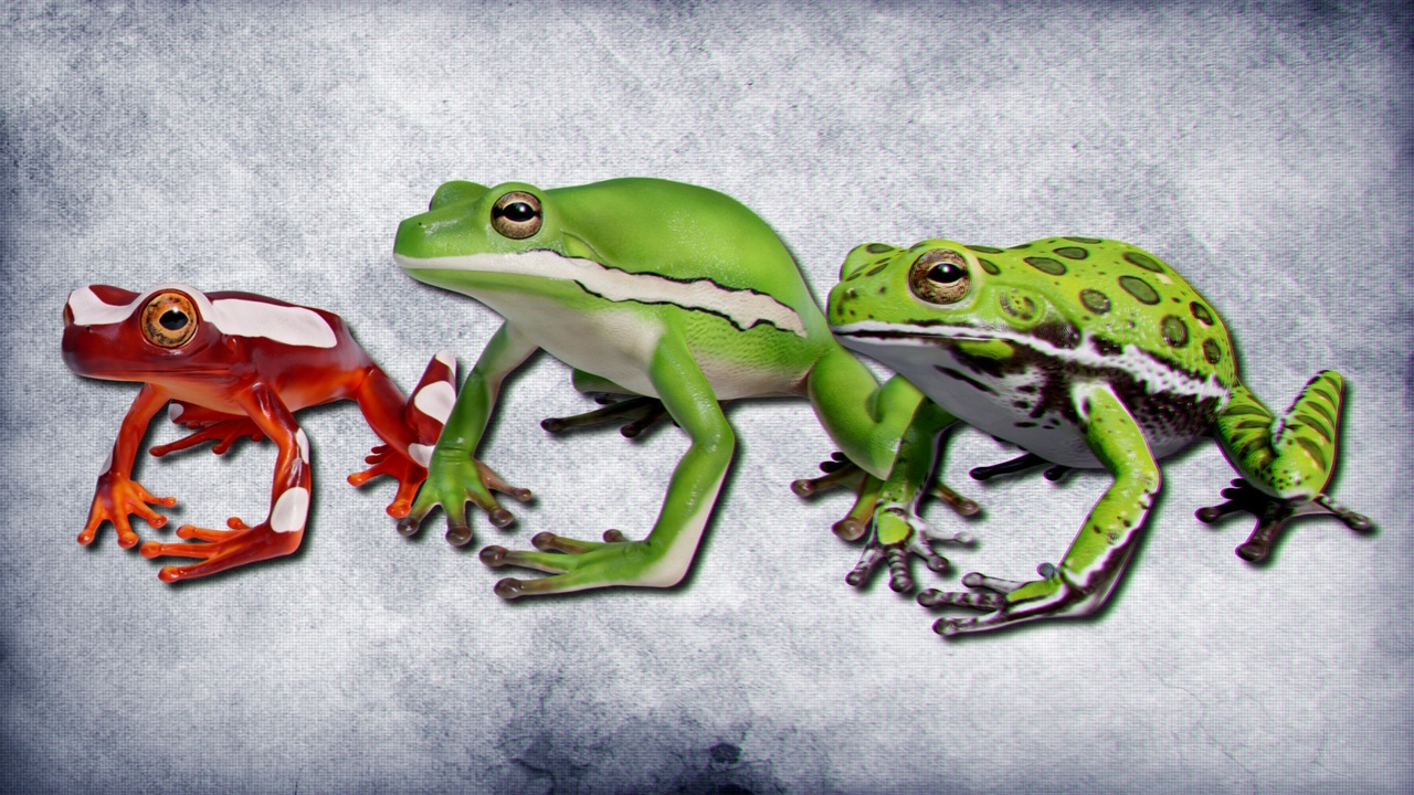Media 1 for listing Animated Tree Frogs Volume 1