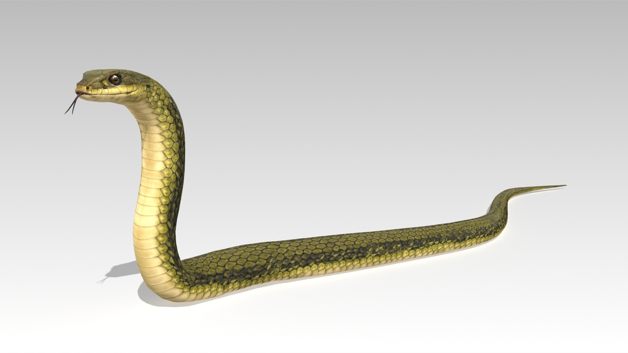 Snake ilanı için 1. medya