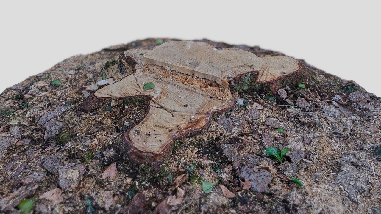 Tree stump 8k 046 | Fab