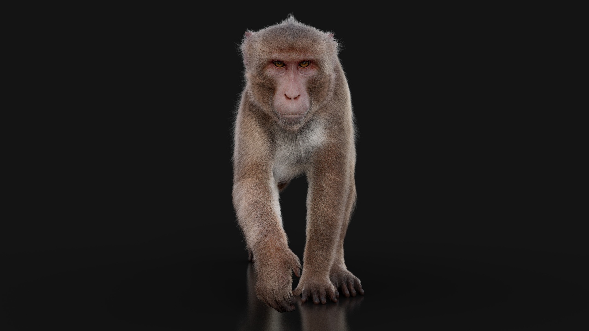 Media 1 for listing Rhesus Monkey ANIMATED Maya Xgen-core