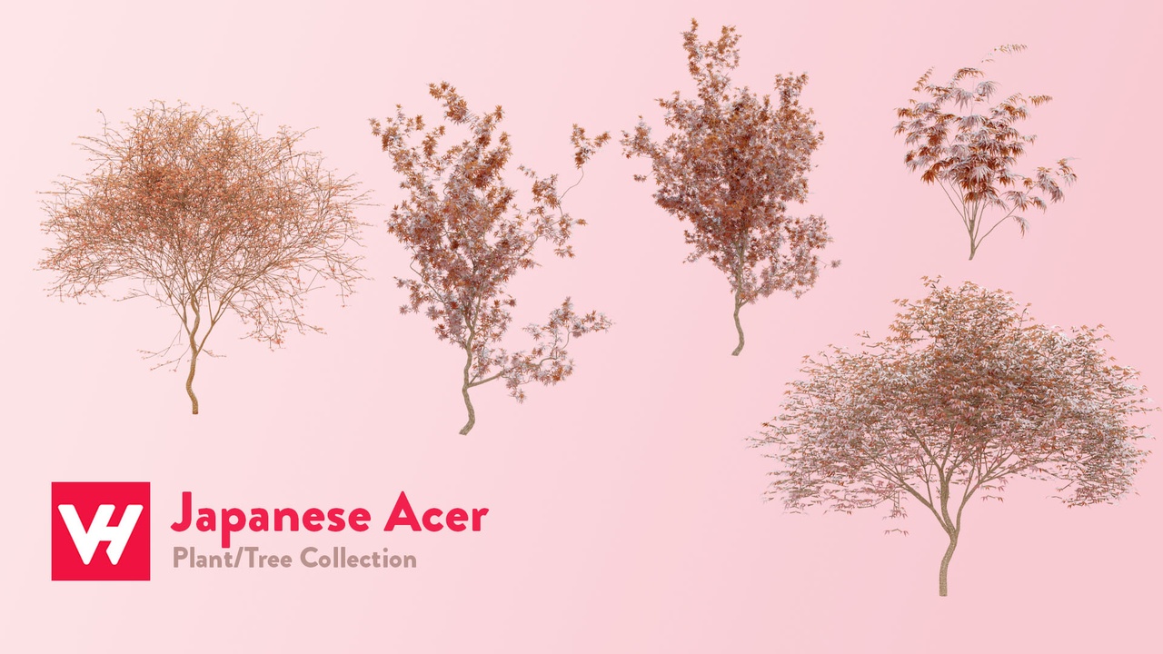 Media 1 for listing Japanese Acer - Tree Collection