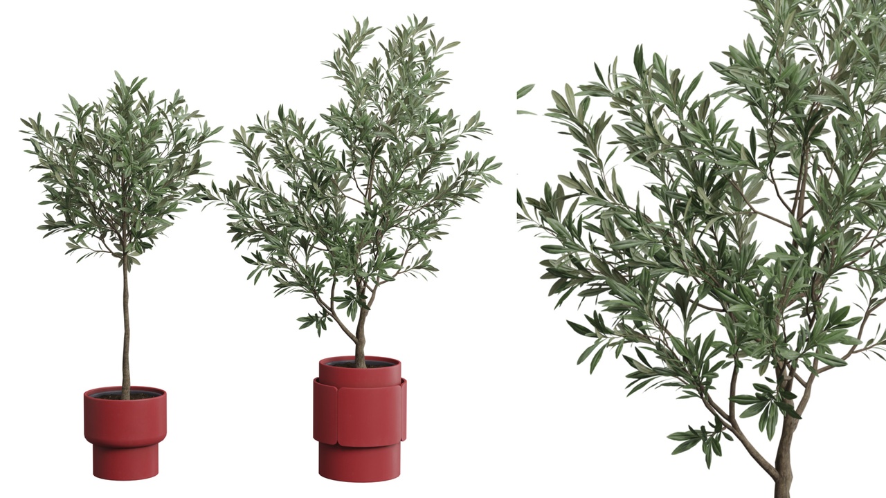 Media 1 for listing Olea Europaea - Olive Tree Pack 02
