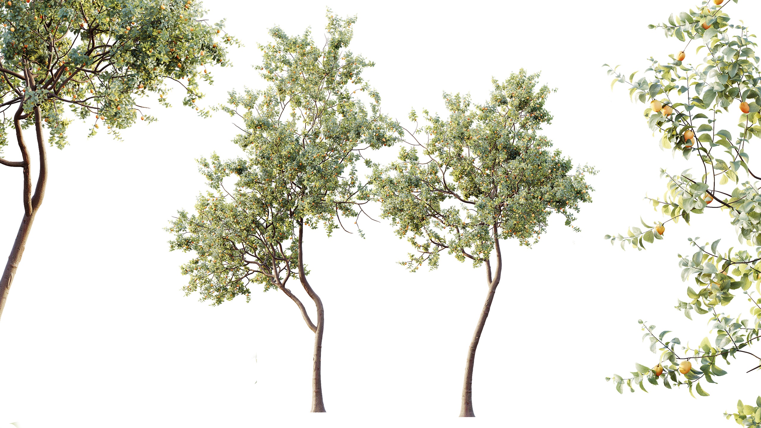 Media 1 for listing AV Plants Armeniaca Vulgaris Prunus Version02