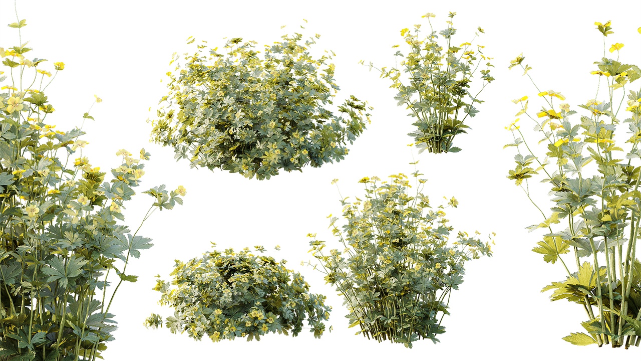 Media 1 for listing AV Plant Bush Tormentil Potentilla Erecta 01