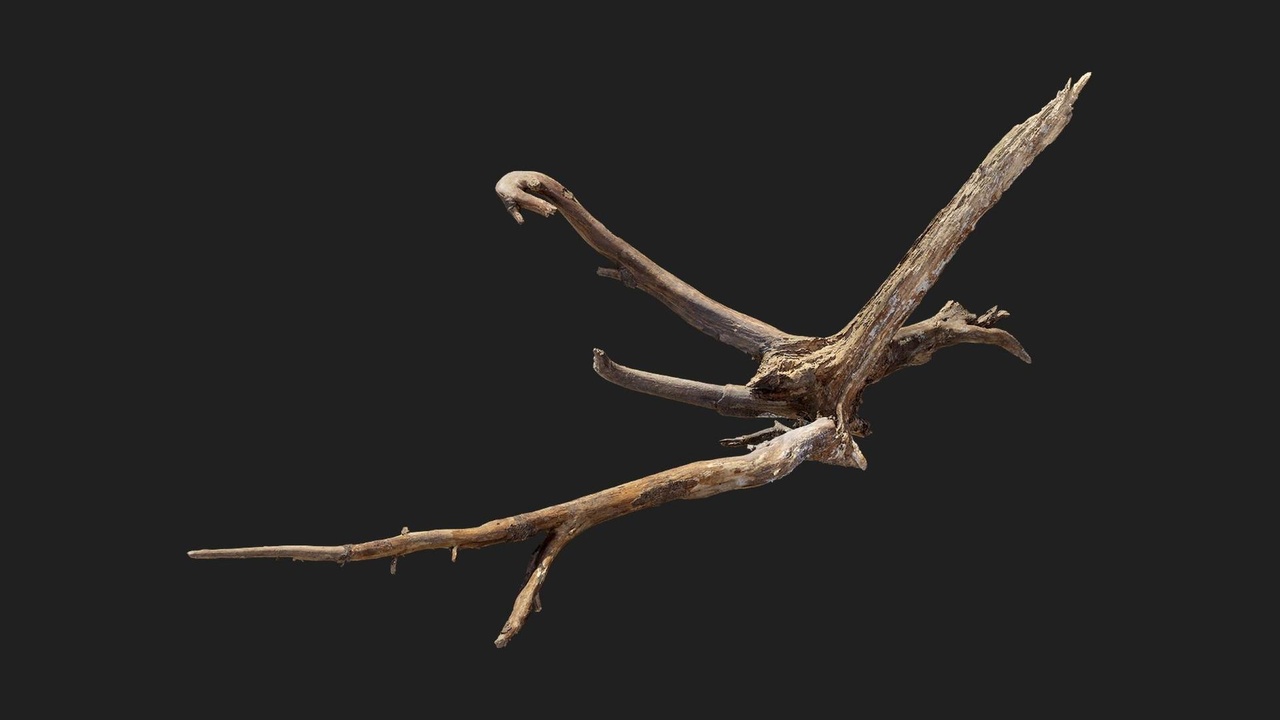 Media 1 for listing Forest European Broadleaf Scatter Root M