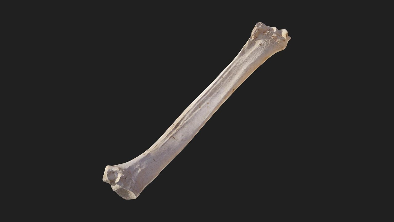 Media 1 for listing Animal Leg Bone
