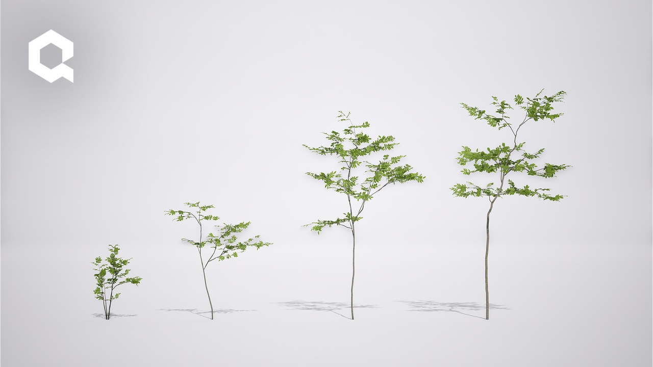 Media 1 for listing Megaplants: Rowan Saplings