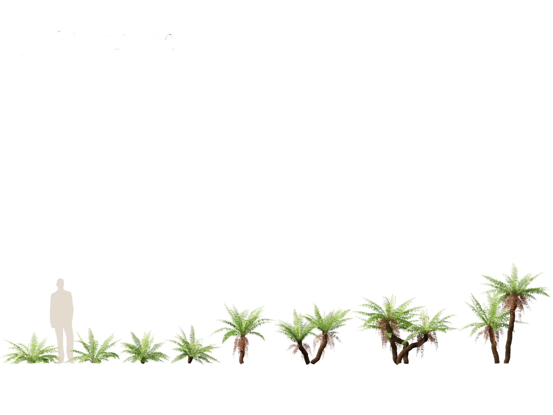 Media 1 for listing Blechnum nudum - Fishbone water fern