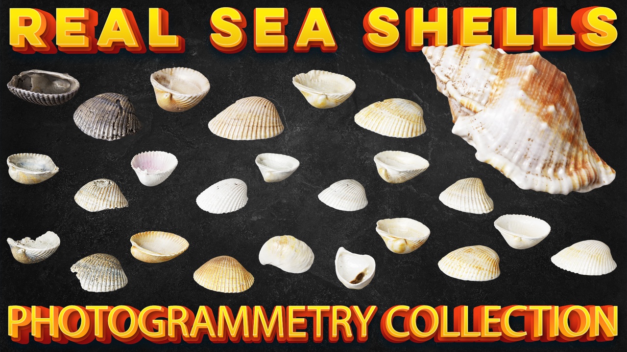 Media 1 for listing Sea Shells