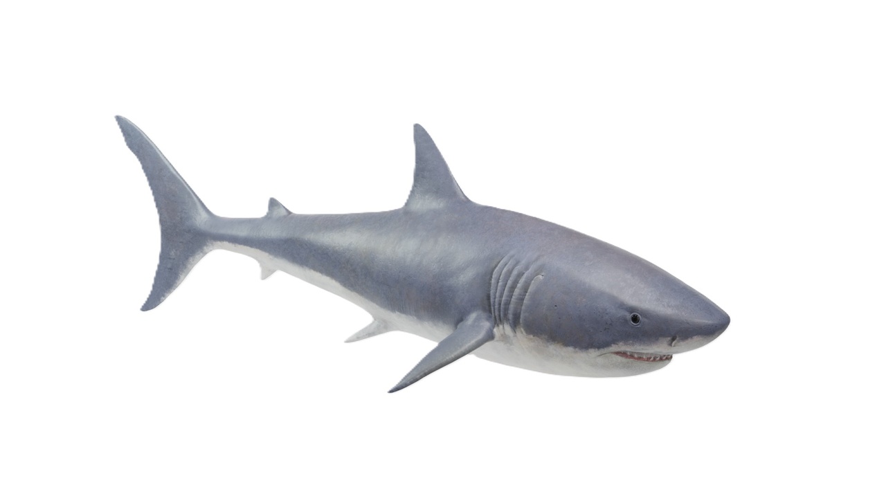 Media 1 for listing Realistic Fish Sharks & Sea Creatures Pack