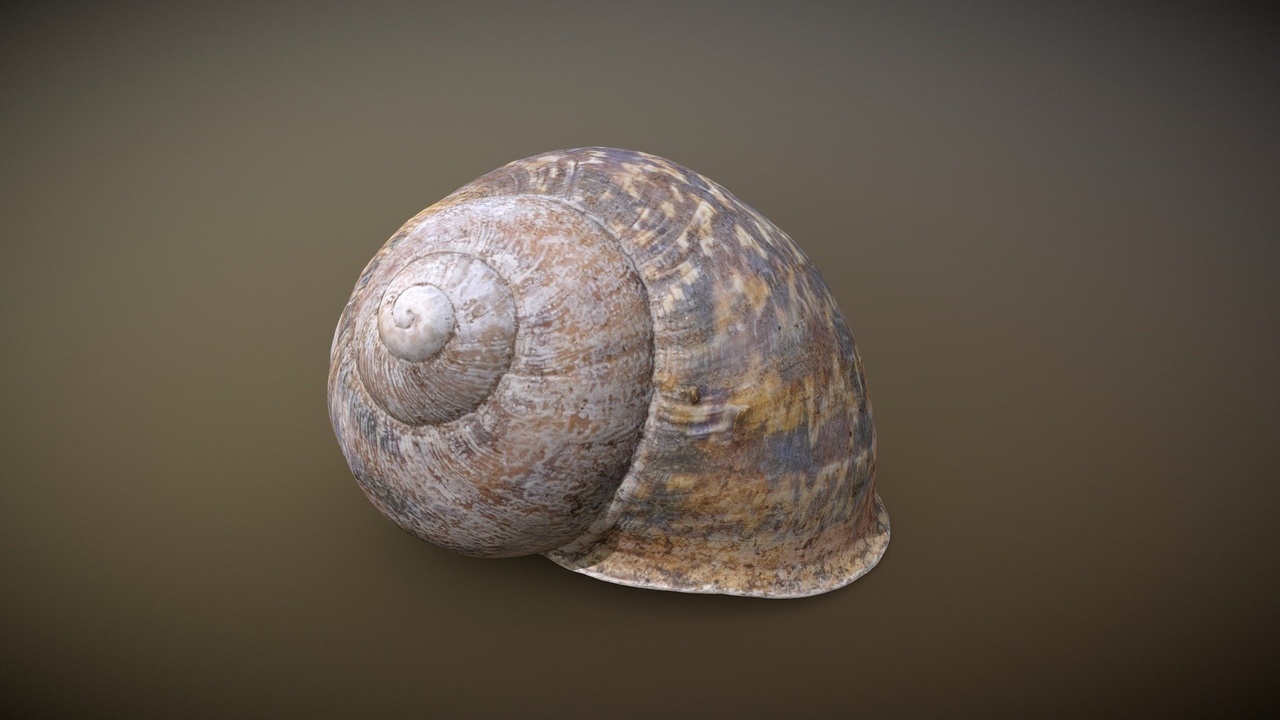 Media 1 for listing Snail shell