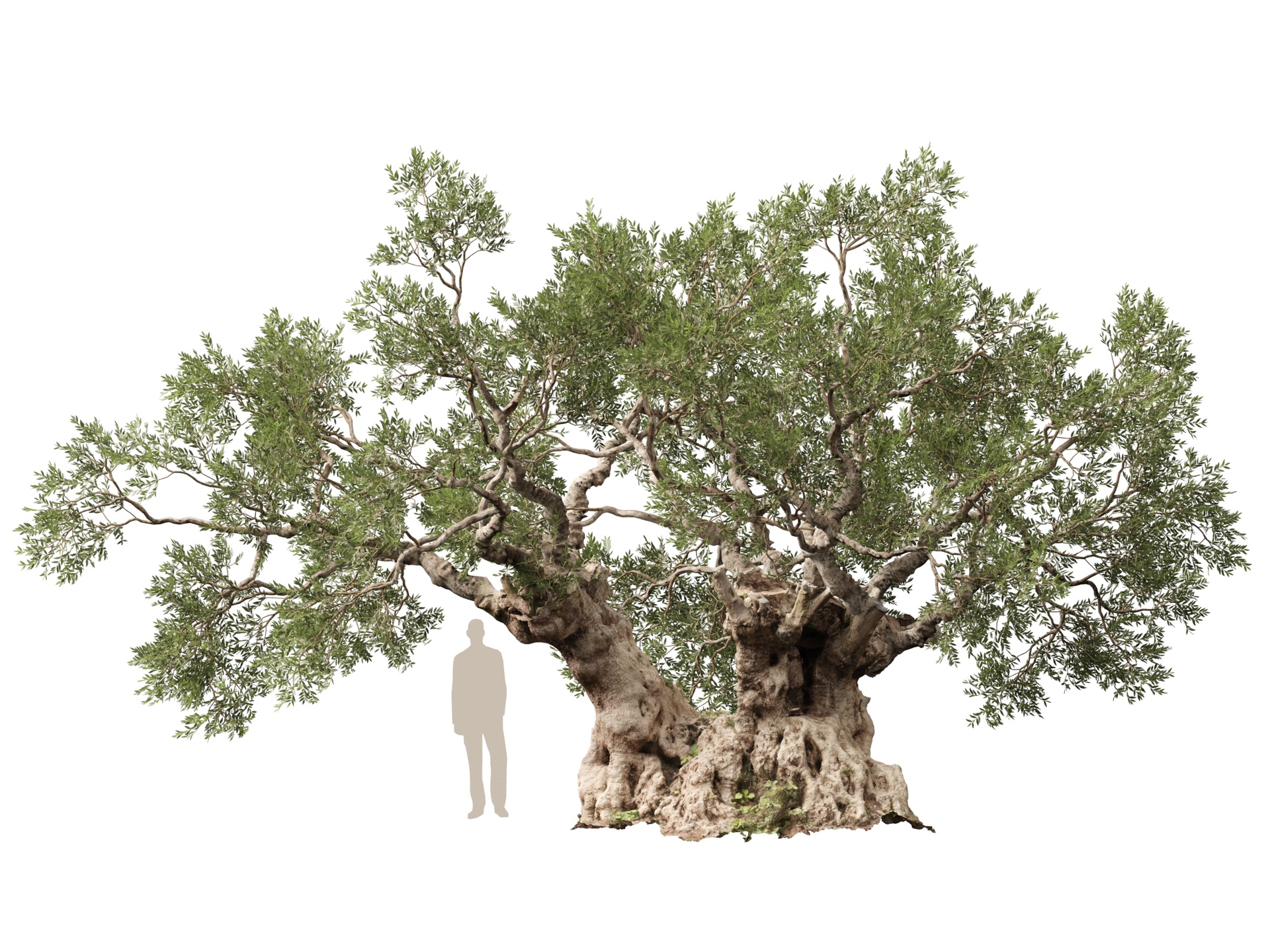 Media 1 for listing (Highpolylow Poly) Scanned Olea Europaea - Common Olive 18