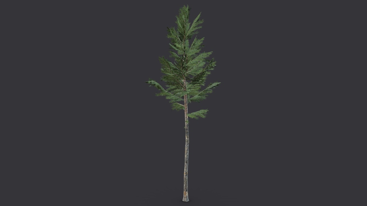 Media 1 for listing Tall Spruce Tree