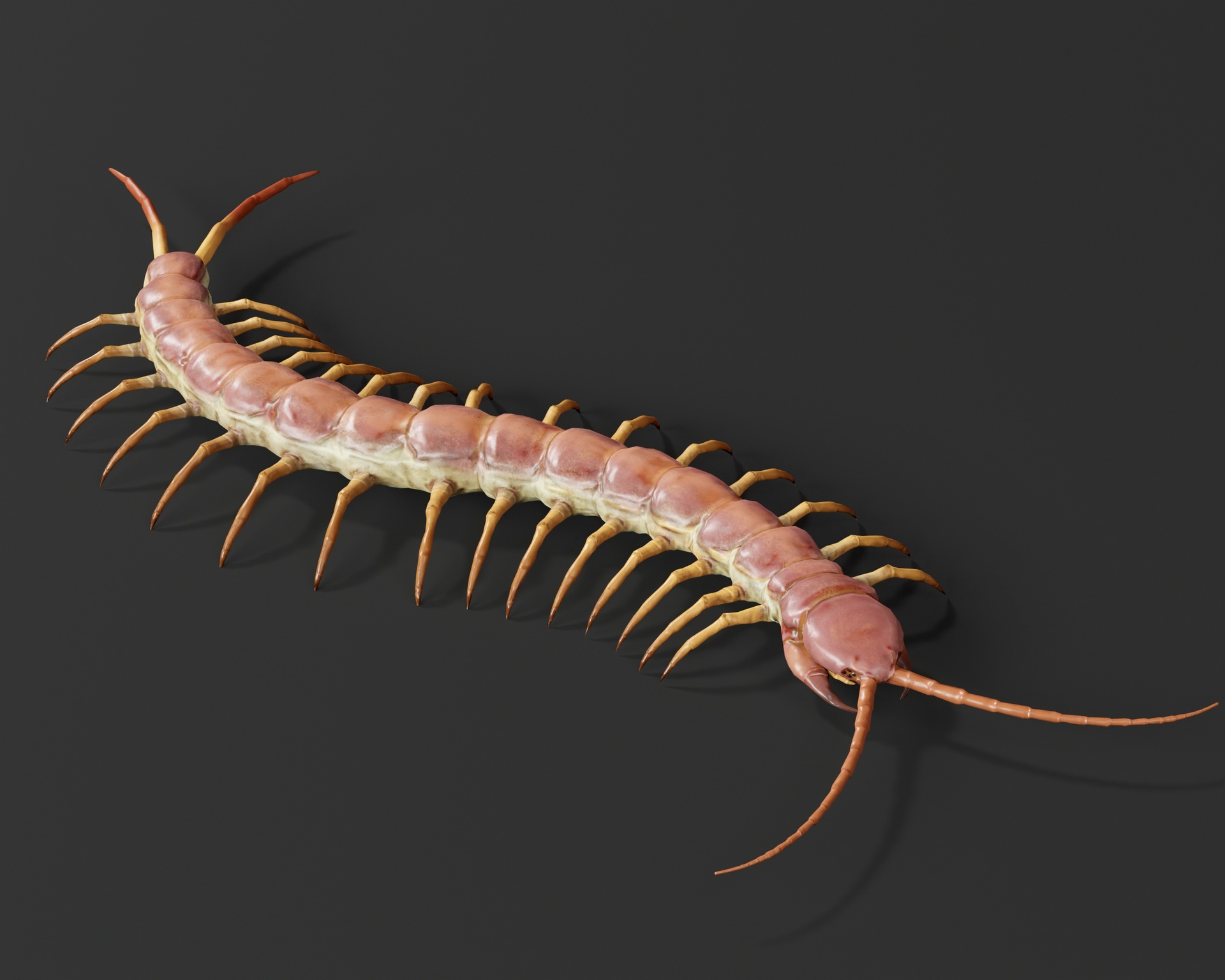 Media 1 for listing Centipede - Rigged