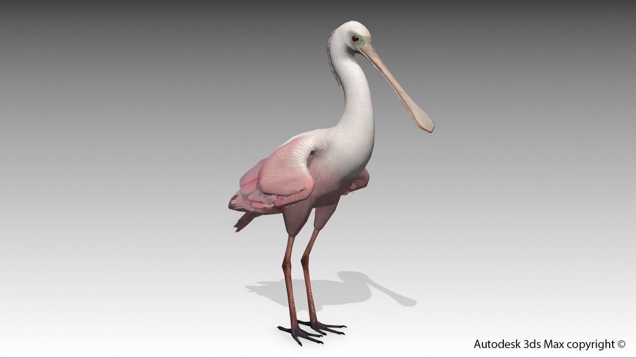 Media 1 for listing Roseate Spoonbill