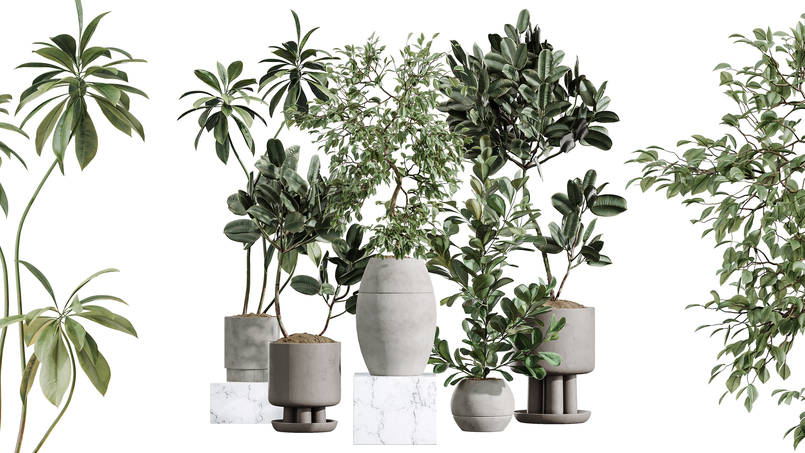 Media 1 for listing AV Indoor Plants Set 405 ParadiseBird Sansevieria Japandi Olive Warneckii