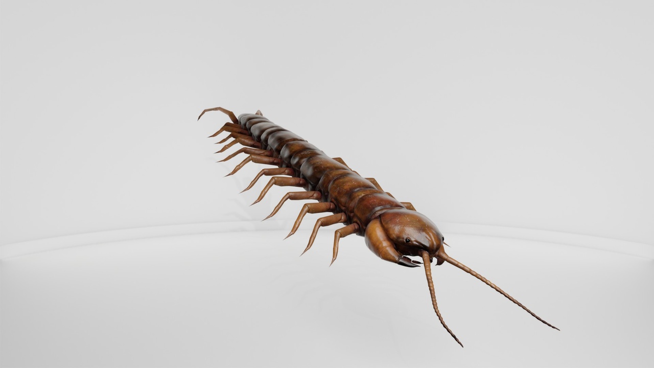 Media 1 for listing Realistic House Centipede