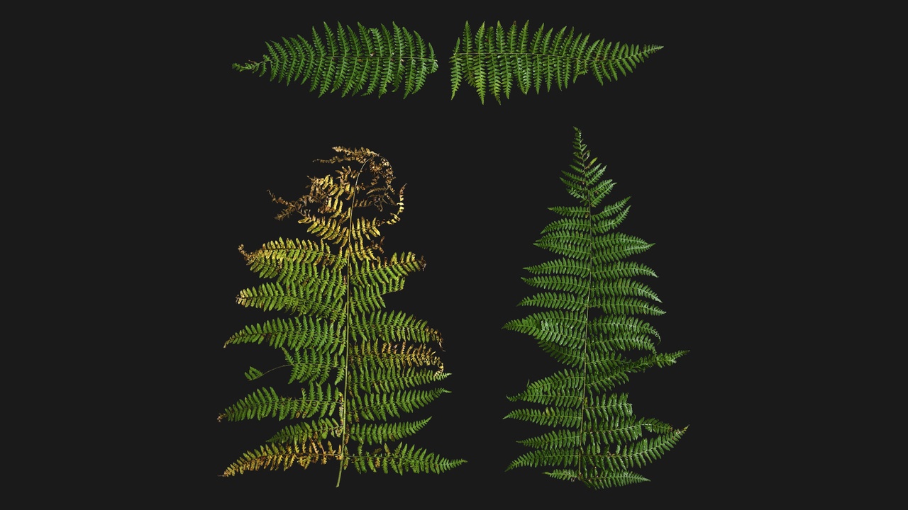 Media 1 for listing Lady Fern (rKVjUu)