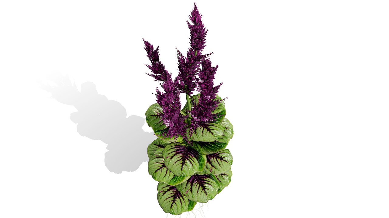 Media 1 for listing Arabian Amaranthus Spinosus Collection