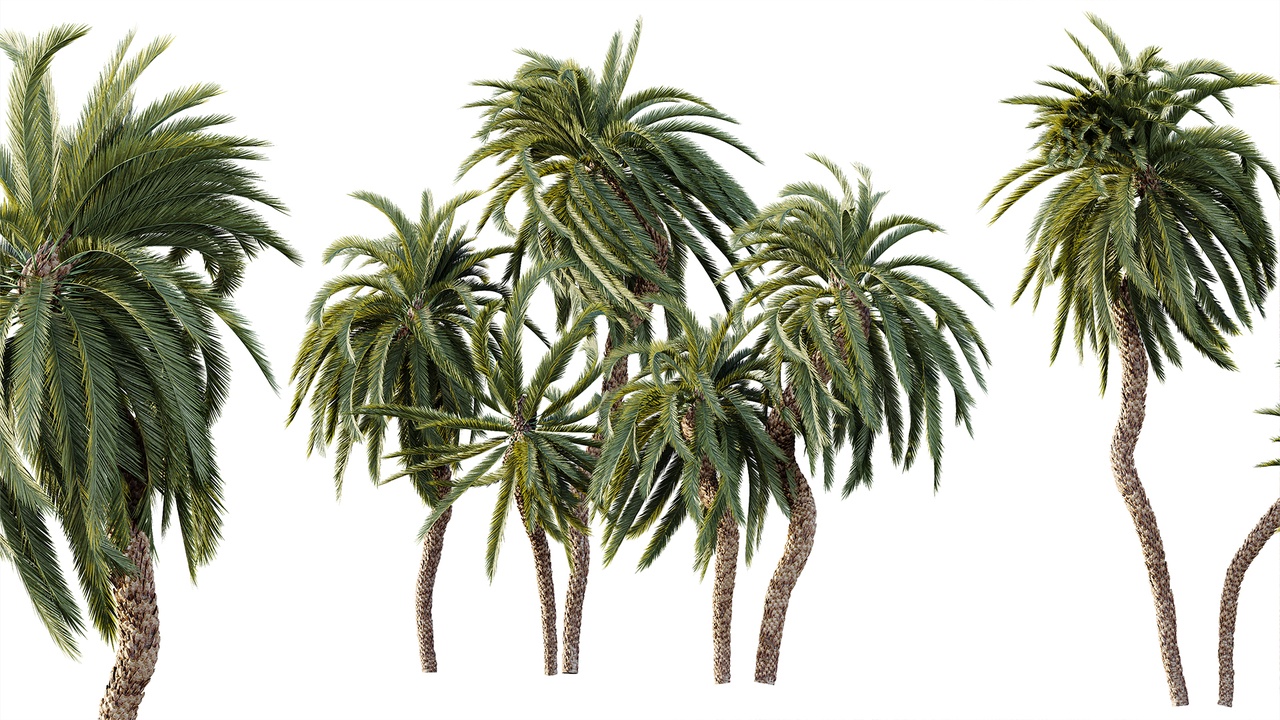 Media 1 for listing AV Plant Macrozamia Moorei Palm Tree 01