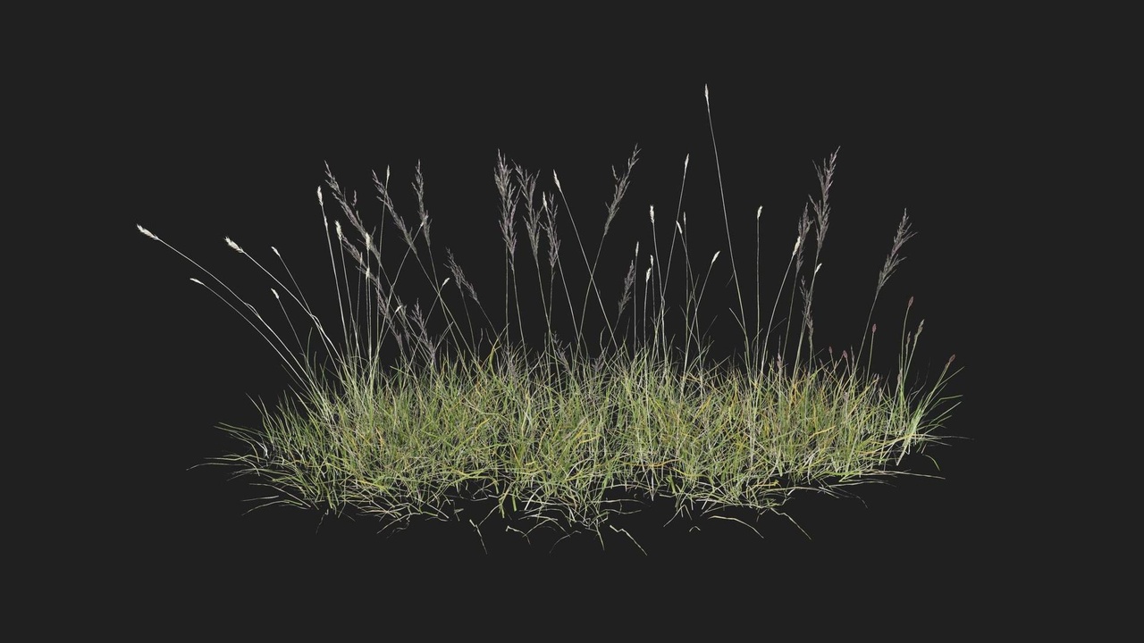 Media 1 for listing Tundra Grass