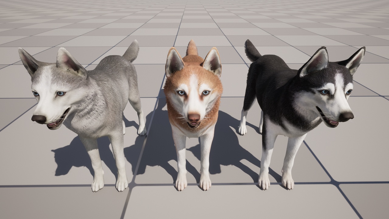 Dog - Husky | Fab