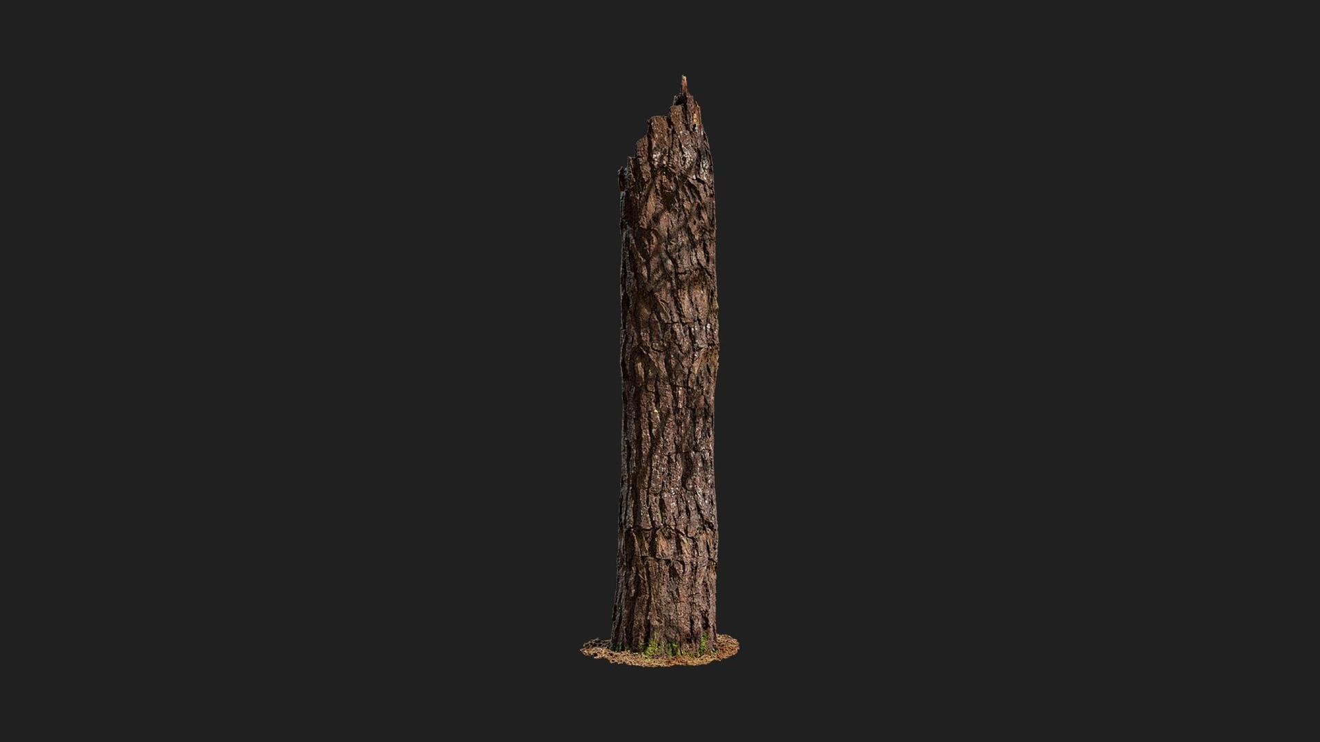 Pine Tree Stump | Fab