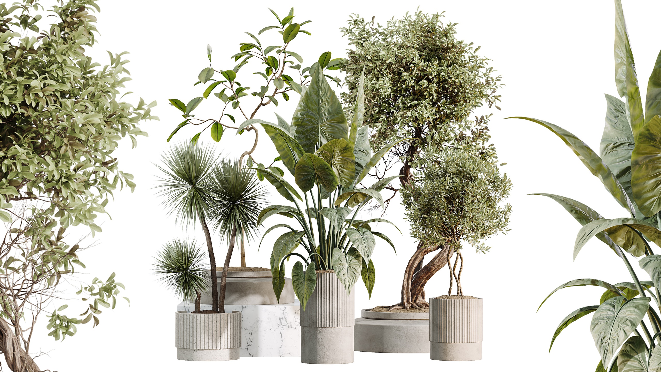 Media 1 for listing AV Indoor Plants Set 494 Olive Ficus Microcarpa Bonsai Alocasia Yucca