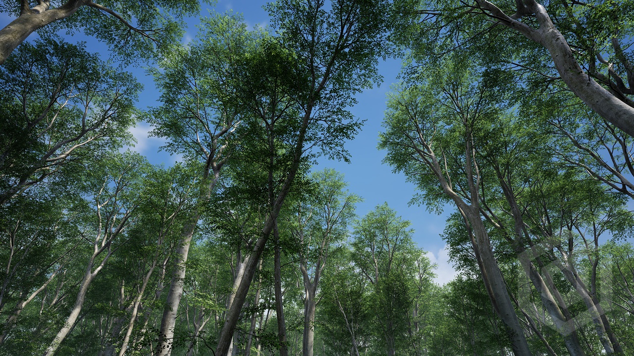 Media 1 for listing Trees: Beech Tree 2.0 (Seasonal)