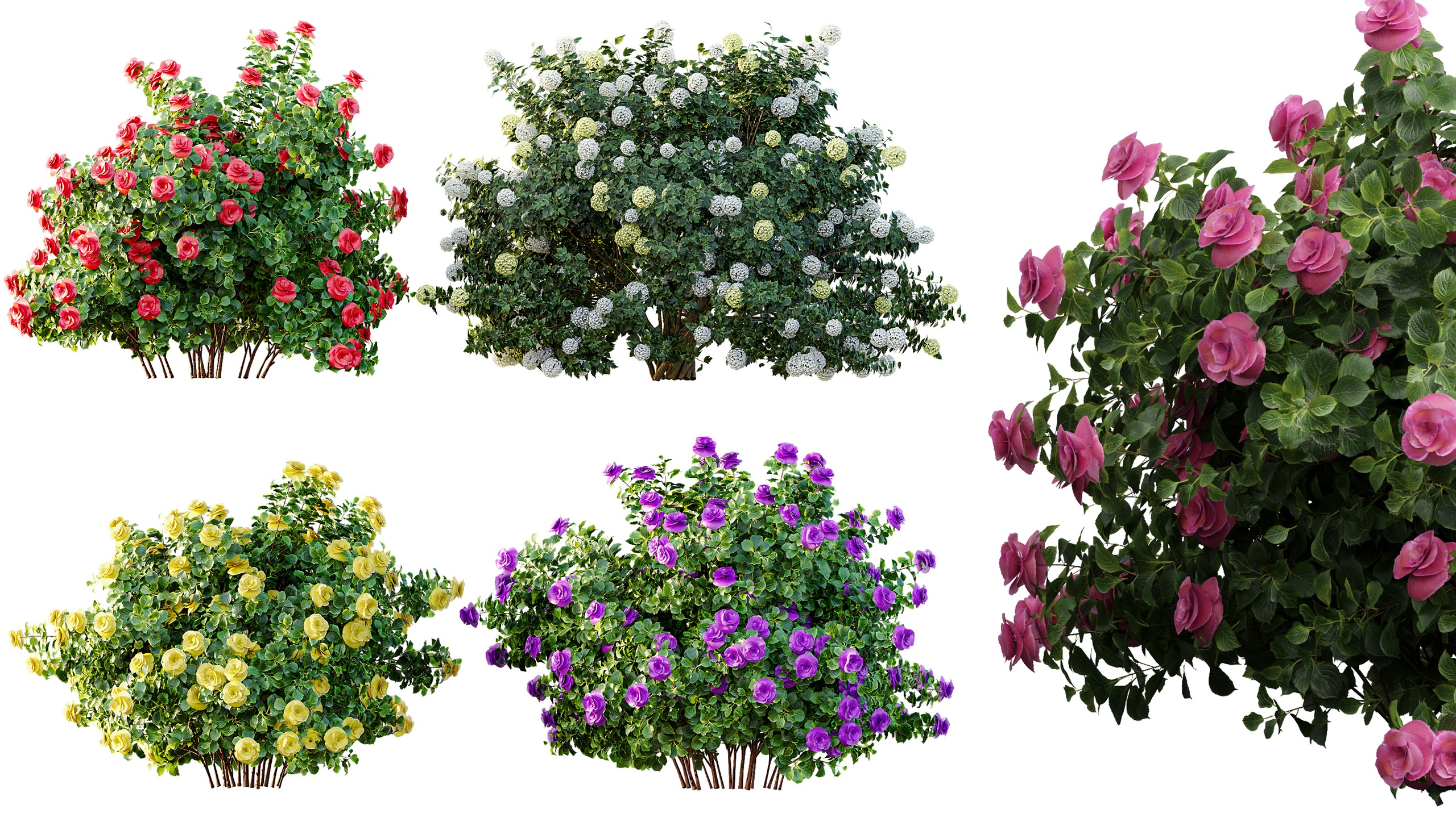 Media 1 for listing AV Spring flowering shrubs Climbing Roses and Viburnum Opulus Roseum