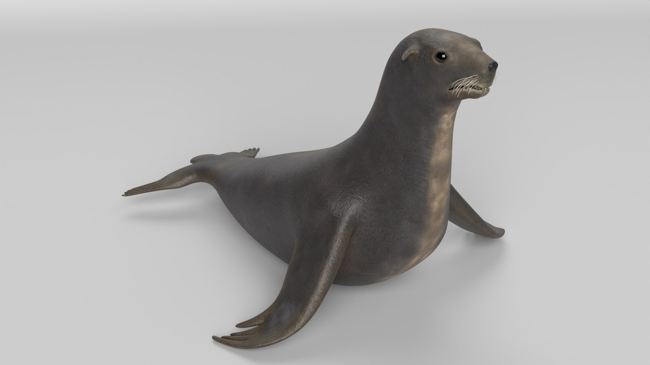 Media 1 for listing Sea Lion